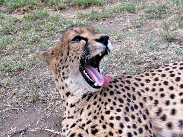 Morning Kruger National Park Safari - Photo 1 of 11